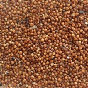 Genesis Carp Genesis Carp Sorgo brązowe 5kg